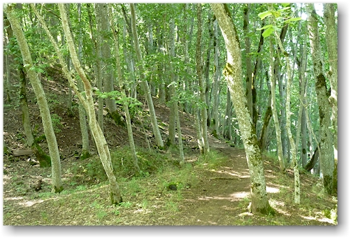 wanderweg durch dichten laubwald im kinnekulle naturreservat bei haellekis, SE