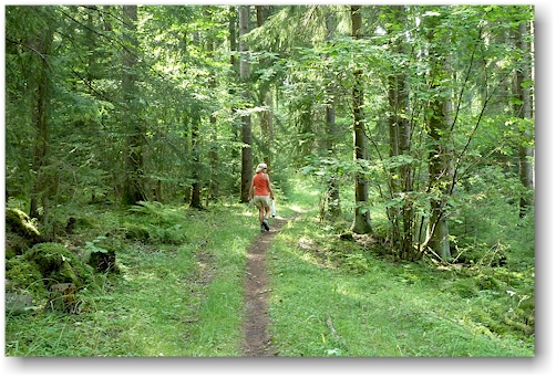 wanderweg durch dichten mischwald im kinnekulle naturreservat bei haellekis, SE