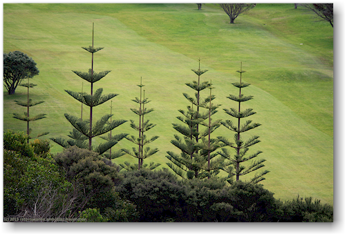baeume beim golfplatz von mangawhai