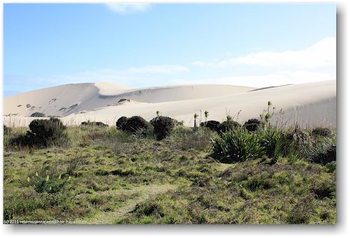 sandduene bei te paki