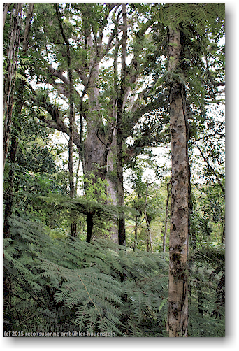 kauri im waipoua forest