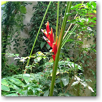 bluete im butterfly and orchid garden bei thames