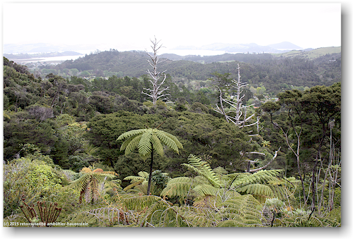 mit heimischen baeumen wieder aufgeforsteter wald entlang der driving creek railroad bei coromandel