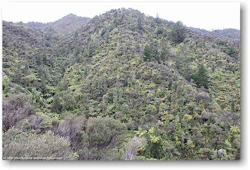 blick vom eyefull tower auf den aufgeforsteten wald bei der driving creek railroad bei coromandel