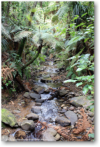 bach in der waiau kauri grove an der 309
