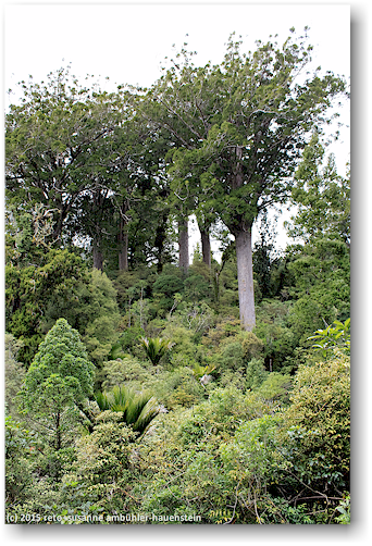 kauri in der waiau kauri grove an der 309