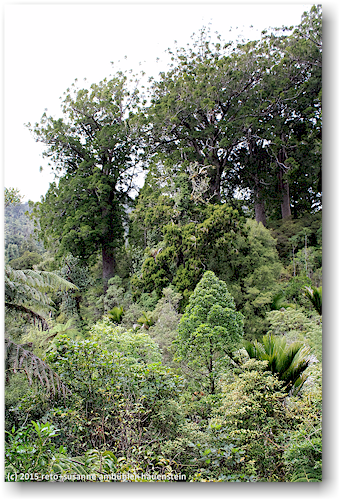 kauri in der waiau kauri grove an der 309