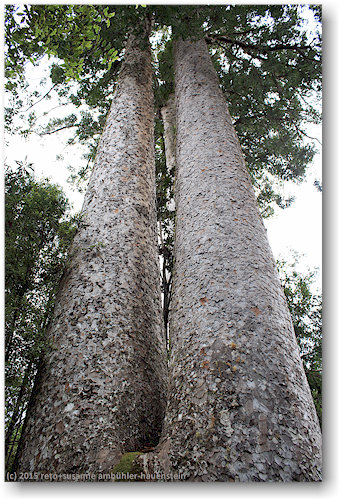 zwei kauri in der waiau kauri grove an der 309