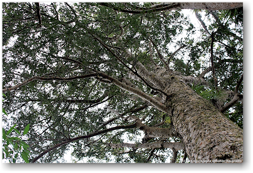 krone eines kauri in der waiau kauri grove an der 309