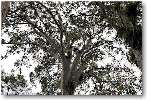 krone eines kauri in der waiau kauri grove an der 309