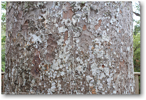 rinde eines kauri in der waiau kauri grove an der 309
