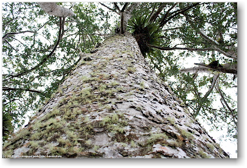 stamm eines kauri in der waiau kauri grove an der 309