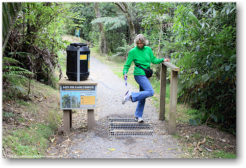 schuhreinigung am eingang zur waiau kauri grove an der 309