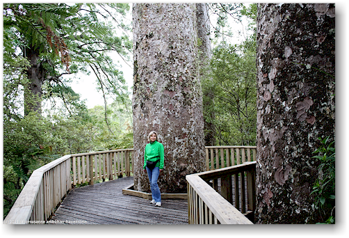 steg um einen kauri in der waiau kauri grove an der 309