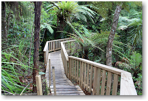 steg in der waiau kauri grove an der 309