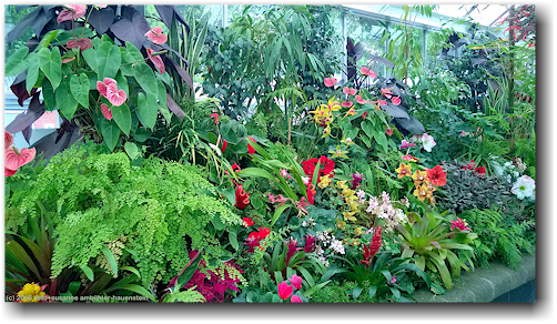 tropisches gewaechshaus im wellington botanical garden