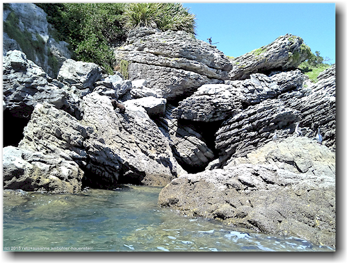 kleiner seehund auf ngawhiti island in der tata bay bei pohara