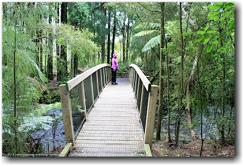 bruecke in den te waikoropupu springs