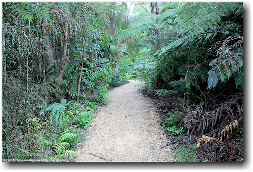 pfad in den te waikoropupu springs
