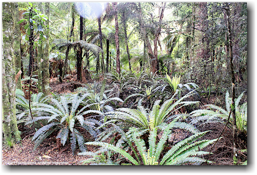 ueppiger wald in den te waikoropupu springs