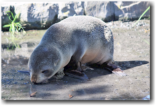 seehund baby an der kueste von kaikoura