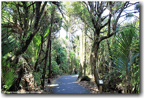 fussweg zu den pancake rocks