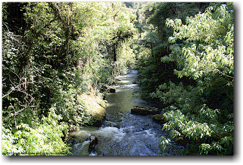 waitomo stream im ruakuri scenic reserve