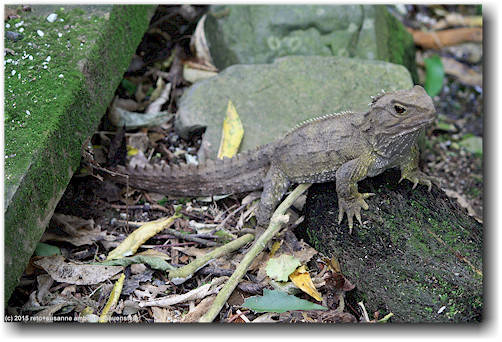 echse (tuatara) im kiwi bird house bei otorohanga
