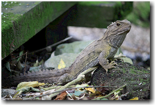 echse (tuatara) im kiwi bird house bei otorohanga