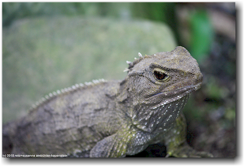 echse (tuatara) im kiwi bird house bei otorohanga