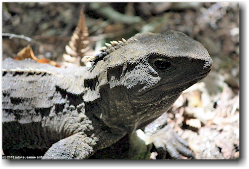 echse (tuatara) im kiwi bird house bei otorohanga