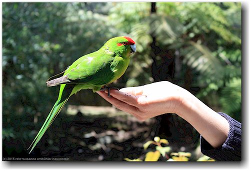 zahmer papagei (red-crowned kakariki) frisst aus susannes hand im kiwi bird house bei otorohanga