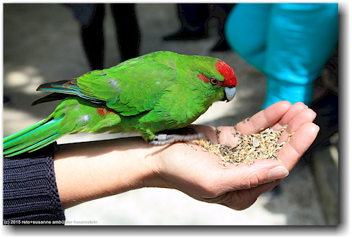 zahmer papagei (red-crowned kakariki) frisst aus susannes hand im kiwi bird house bei otorohanga