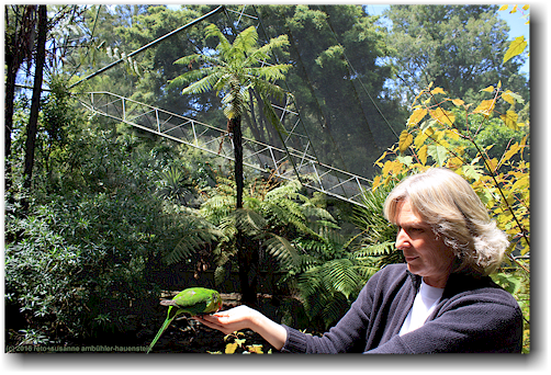 susanne fuettert zahmen papagei (red-crowned kakariki) im kiwi bird house bei otorohanga