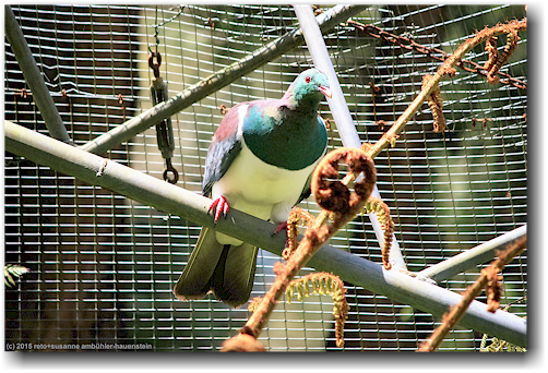 zahme taube im kiwi bird house bei otorohanga