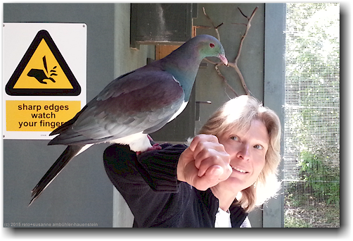 susanne mit zahmer taube im kiwi bird house bei otorohanga