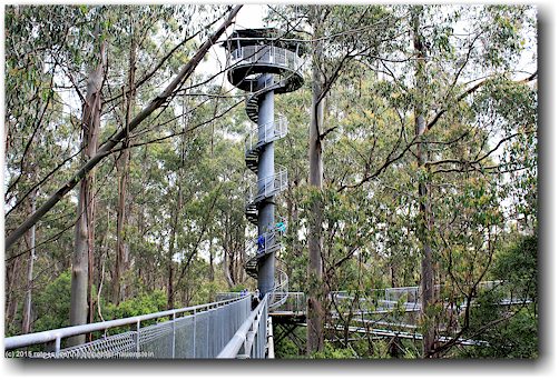 aussichtsturm des otway treetop walkway