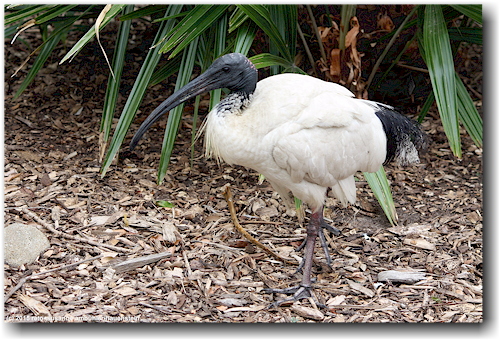 ibis im sydney royal botanic garden