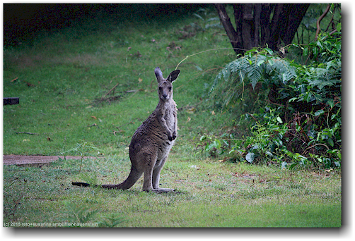 kaenguru im ben boyd national park