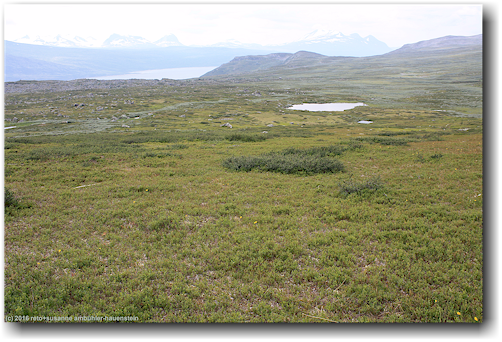 hochebene entlang des kungsleden bei rassejakka im stora sjoefallets nationalpark