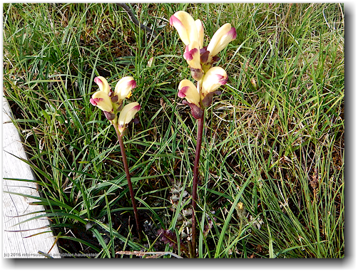 blumen neben dem kungsleden