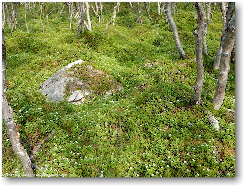 blumenbedeckter waldboden entlang des kalottireitti bei kilpisjaervi