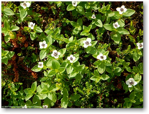 blumen auf dem waldboden entlang des kalottireitti bei kilpisjaervi