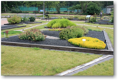 blumenbeet im botanischen garten von helsinki