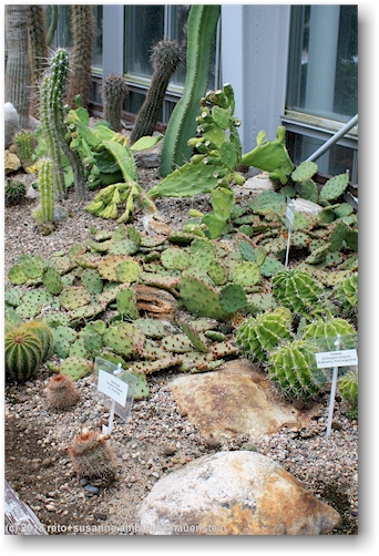 kakteen im wintergarten talvipuutarha in helsinki