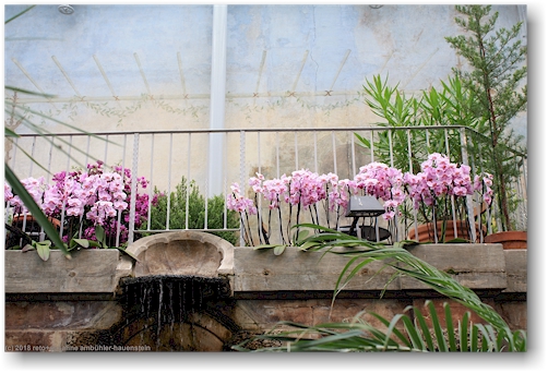 orchideen im wintergarten talvipuutarha in helsinki