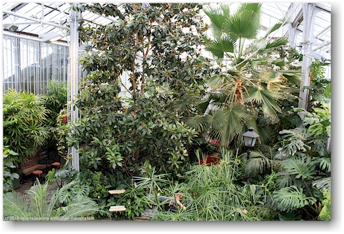ueppiger pflanzenwuchs im wintergarten talvipuutarha in helsinki