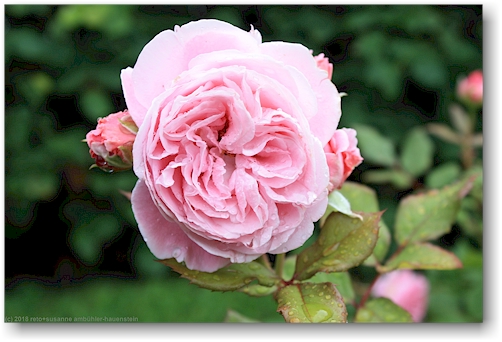rosa rosenbluete beim wintergarten talvipuutarha in helsinki