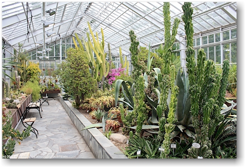 sukkulenten im wintergarten talvipuutarha in helsinki