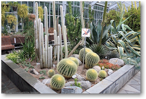 sukkulenten im wintergarten talvipuutarha in helsinki